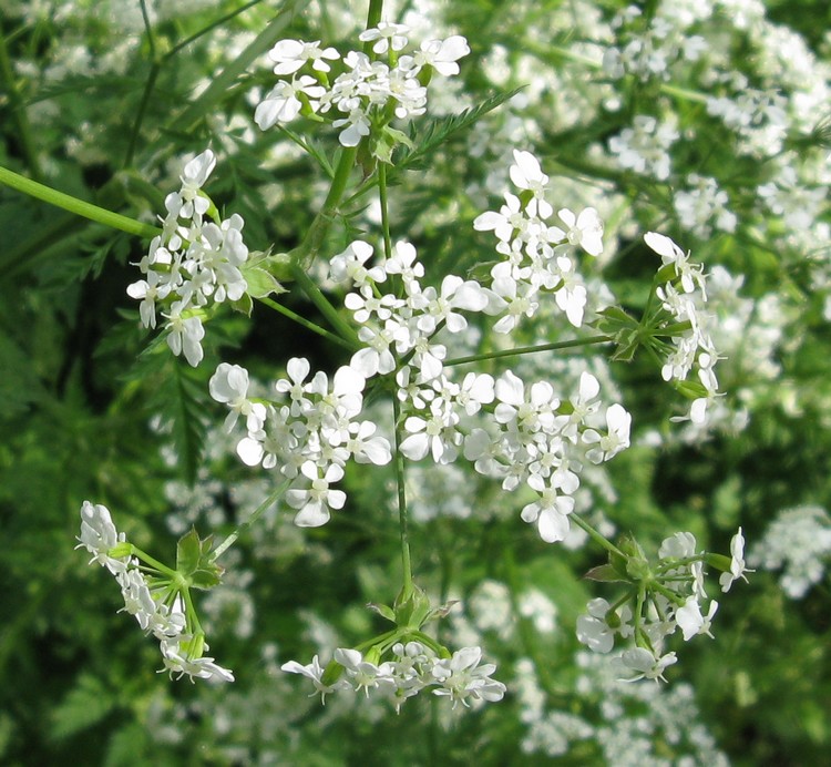 Anthriscus sylvestris / Cerfoglio selvatico